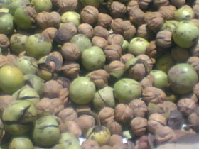 جوز