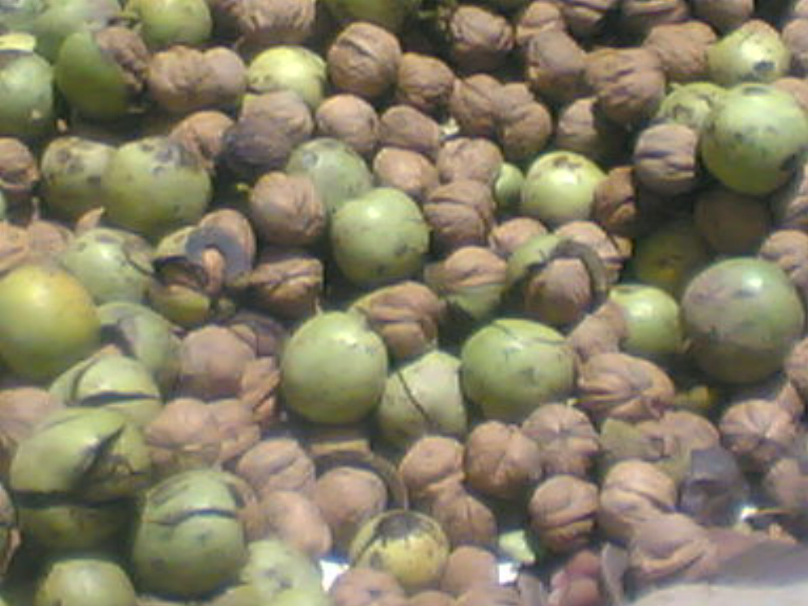 جوز