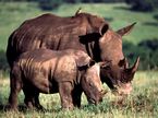 tn-Animals-00008