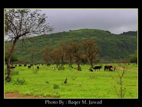 صور من ابداع اعضاء عمان فوتو