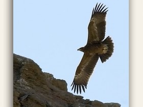 صور من ابداع اعضاء عمان فوتو