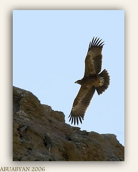 صور من ابداع اعضاء عمان فوتو