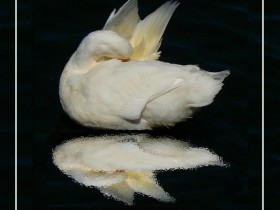 صور منوعة من الإنترنت