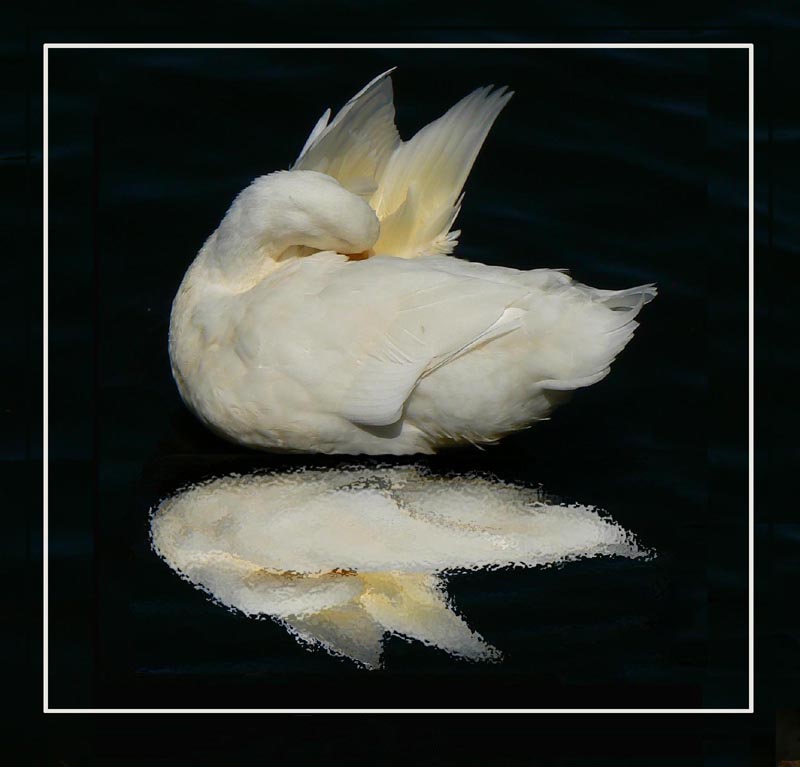 صور منوعة من الإنترنت