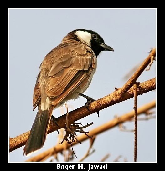 صور من ابداع اعضاء عمان فوتو