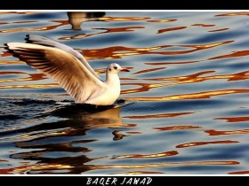 صور من ابداع اعضاء عمان فوتو