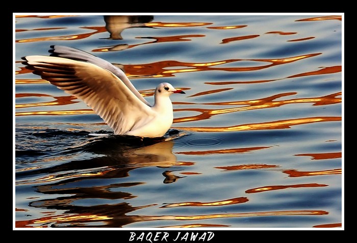 صور من ابداع اعضاء عمان فوتو