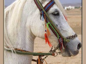 صور من ابداع اعضاء عمان فوتو