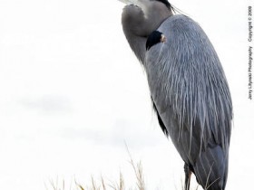 صور منوعة من الإنترنت