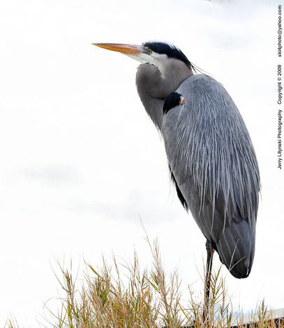 صور منوعة من الإنترنت