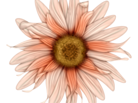 BVS_mypeachlove_flower04