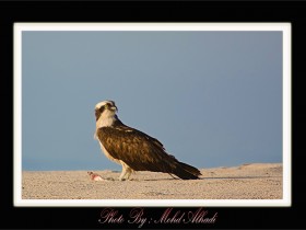 صور من ابداع اعضاء عمان فوتو