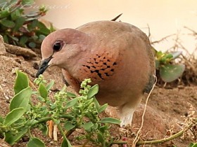 صور من ابداع اعضاء عمان فوتو