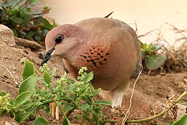 صور من ابداع اعضاء عمان فوتو