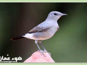 صور من ابداع اعضاء عمان فوتو