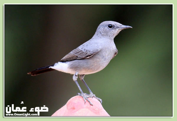 صور من ابداع اعضاء عمان فوتو