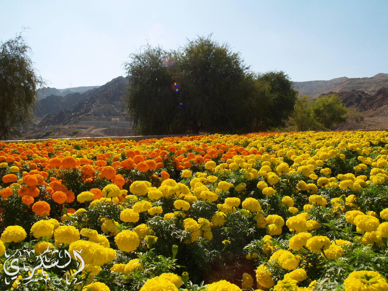 أبداع بلدية مسقط