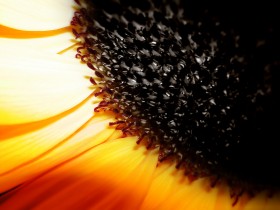 Closeup_1600_1_
