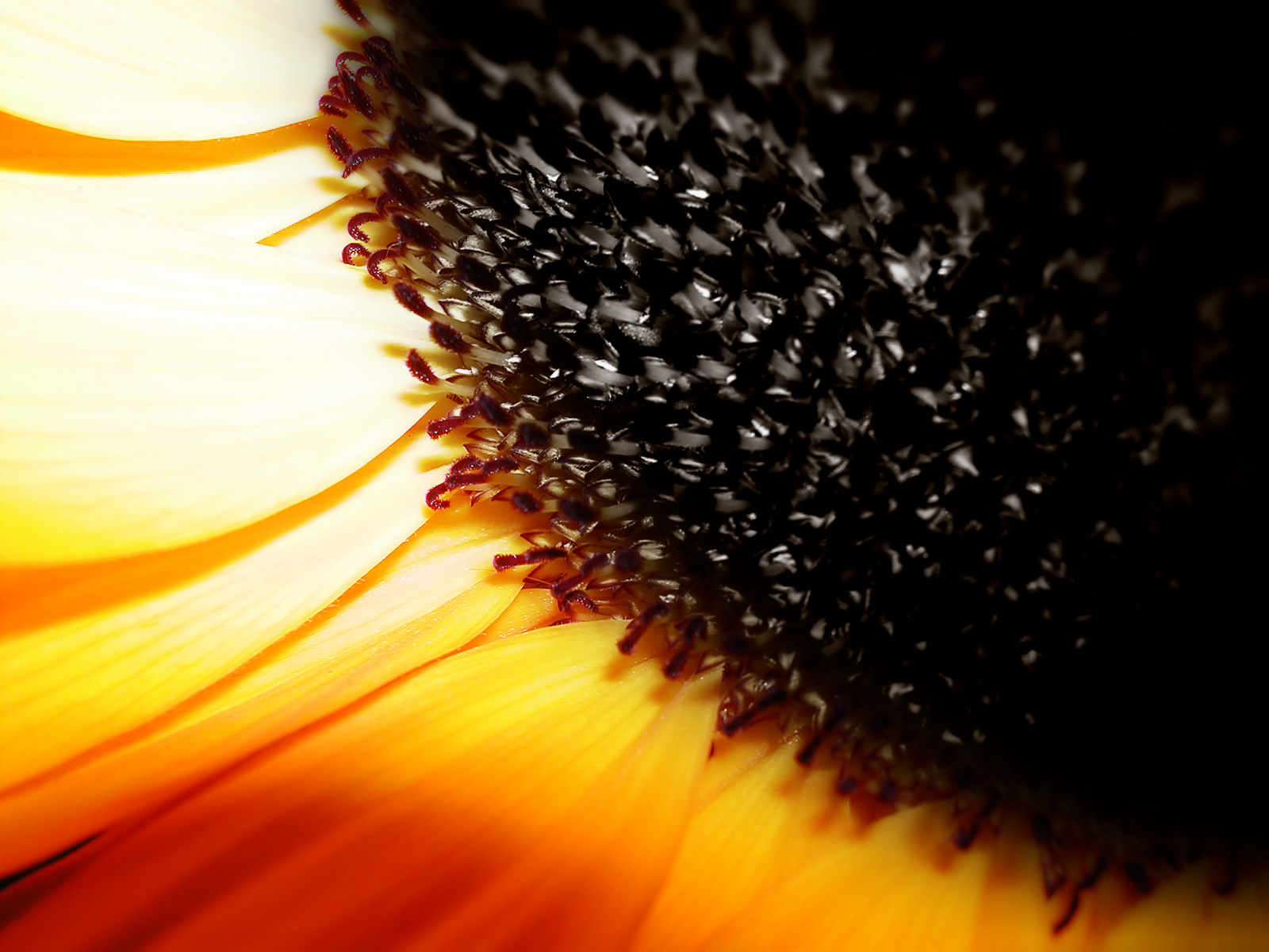 Closeup_1600_1_