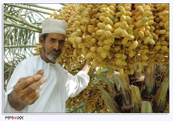 صور من ابداع اعضاء عمان فوتو
