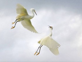 صور من ابداع اعضاء عمان فوتو