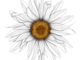 BVS_pink_valentine_bt_flower06