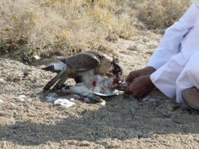 صور  من مقناص  سمو الشيخ عبدالعزيز بن عبدالرحمن ال ثاني