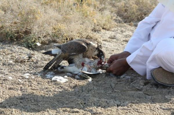 صور  من مقناص  سمو الشيخ عبدالعزيز بن عبدالرحمن ال ثاني