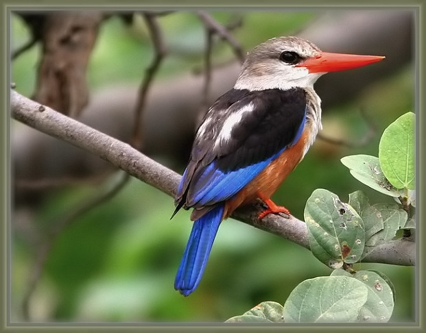 صور من ابداع اعضاء عمان فوتو