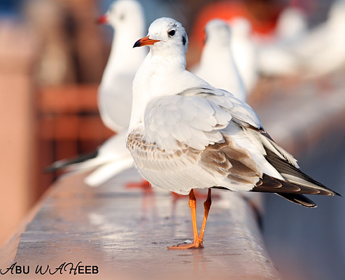 صور من ابداع اعضاء عمان فوتو