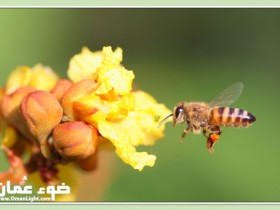 صور من ابداع اعضاء عمان فوتو