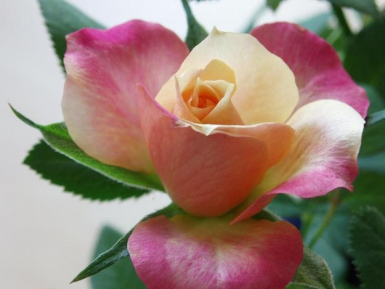 زهرة