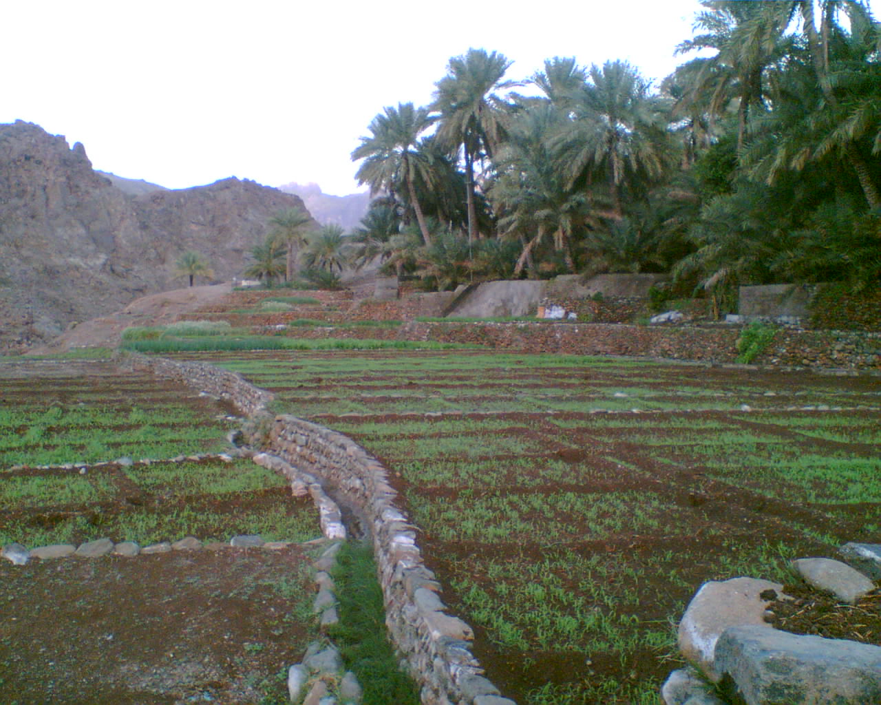 بلدة الخد