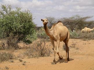 Camel