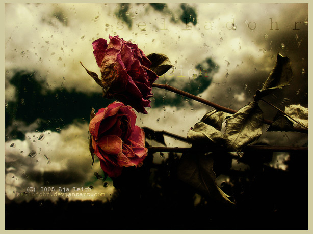 ward_14_1