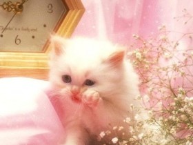 Cat_1_