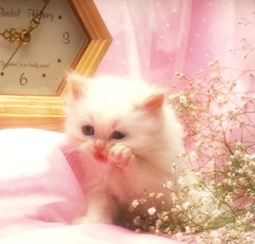 Cat_1_