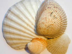 seashells_23_1_