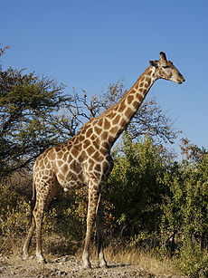 230px-Giraffa_camelopardalis_angolensis_1_