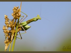 صور من ابداع اعضاء عمان فوتو