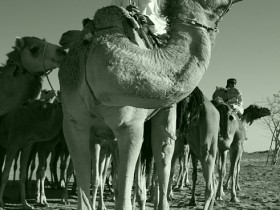 صور من ابداع اعضاء عمان فوتو