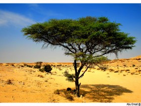 صور من ابداع اعضاء عمان فوتو