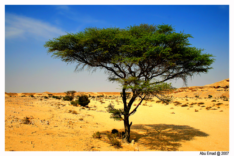 صور من ابداع اعضاء عمان فوتو