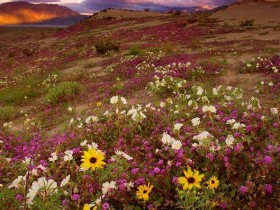 Lovely_Nature_by_Anchy_Kaliz