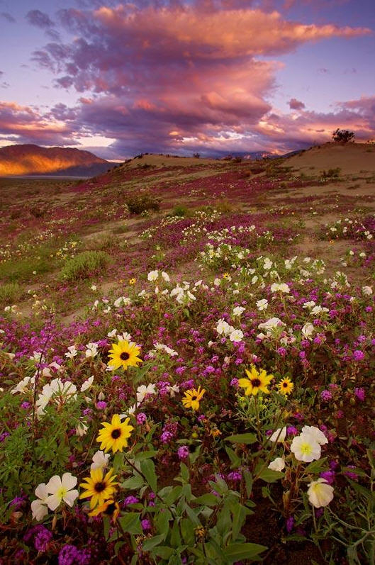 Lovely_Nature_by_Anchy_Kaliz