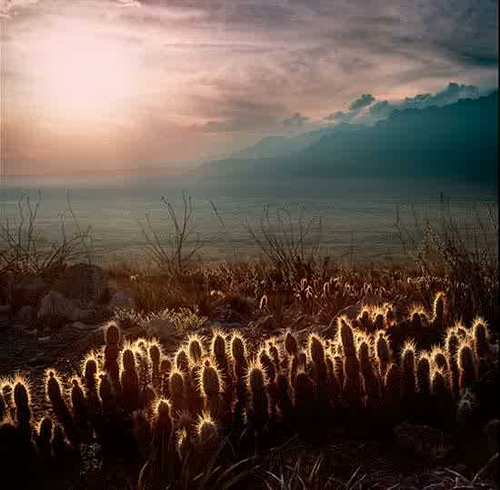 2046031332_a219af4801_1_