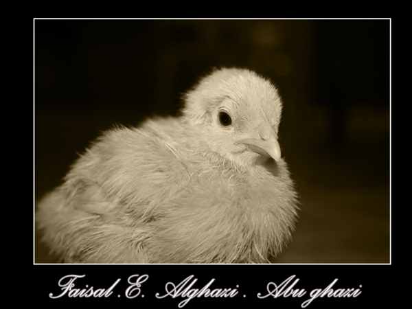 صور من ابداع اعضاء عمان فوتو