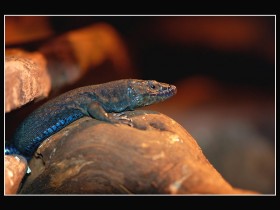 صور من ابداع اعضاء عمان فوتو