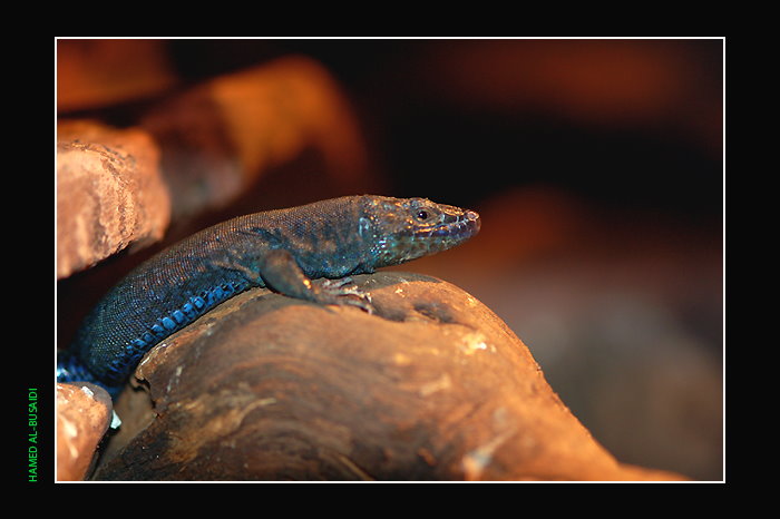 صور من ابداع اعضاء عمان فوتو