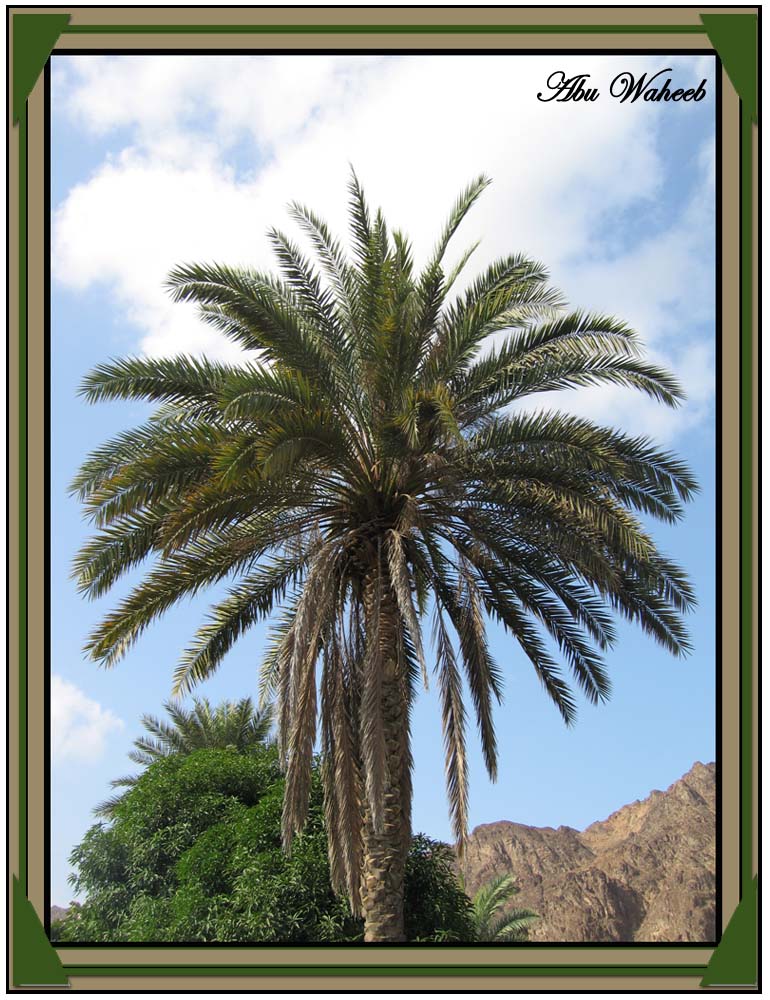 صور من ابداع اعضاء عمان فوتو